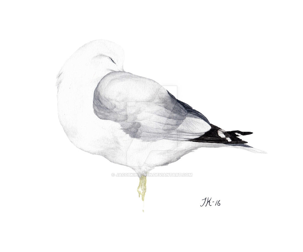 Common gull (bird #11).