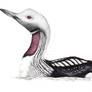 Black-throated loon.