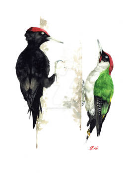 Black- and Green Woodpecker (birds #21 and 22).