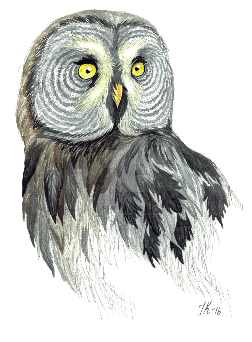 Great Grey Owl (bird #27).