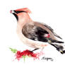 Waxwing.