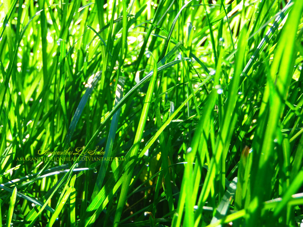 Grass 2