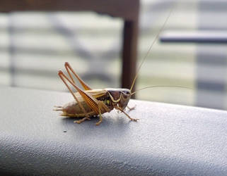 Metrioptera roeseli (Roesel's bush cricket)