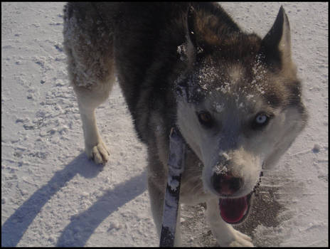 Doggie Likes Winter