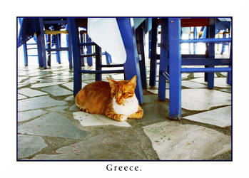 cat in greece.