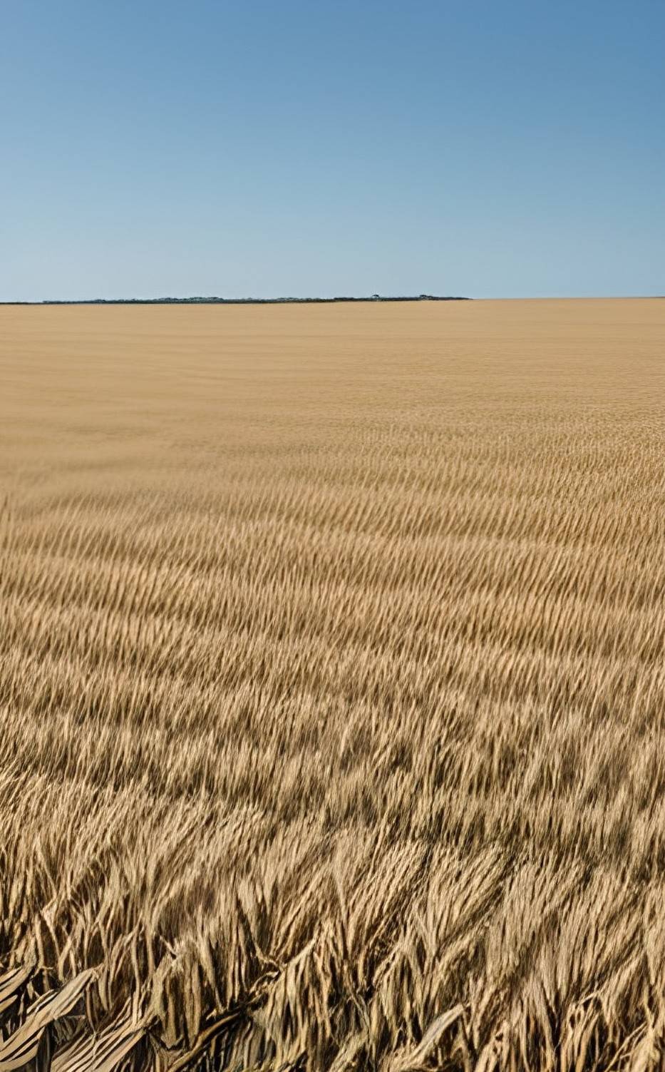 The Backrooms - Level 10 - The Field Of Wheat 