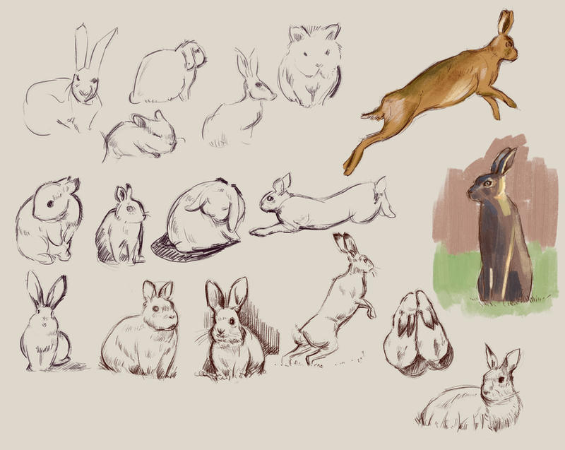 3. Sketch Rabbit Sketches: Rabbits by MaxVandercat on DeviantArt