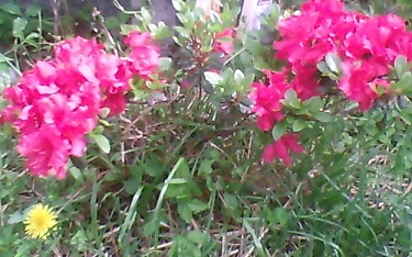 Pink Azaleas