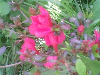 Pink Azaleas