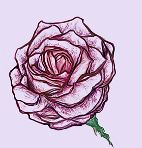 A rose