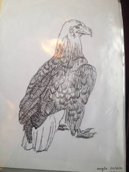 Eagle Doodle