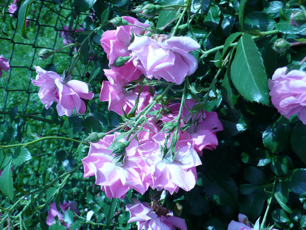 Fallen Rose by RavenRidler on DeviantArt