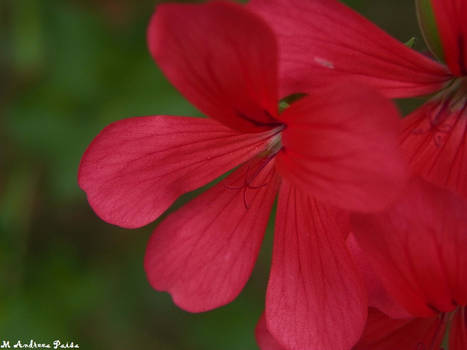 Geranium.