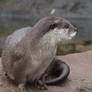 Otter