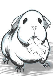 Guinea pig doodle