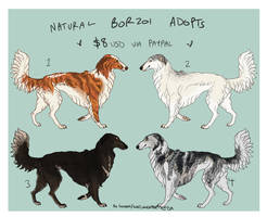 Borzoi Adopts $8 USD OPEN