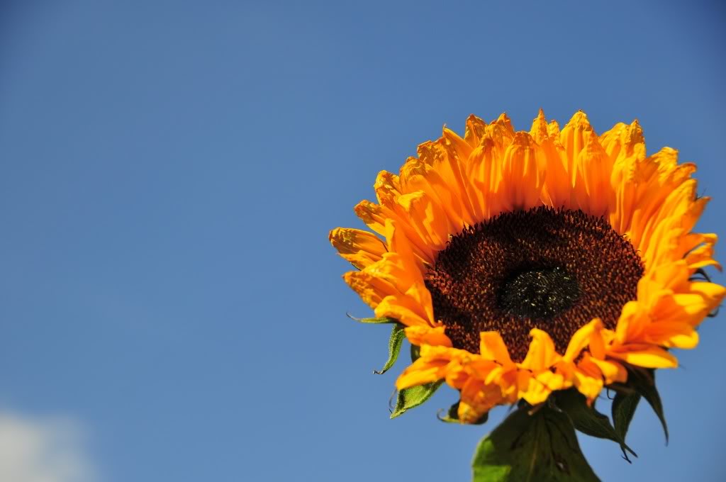 Sunflower and Blue Sky