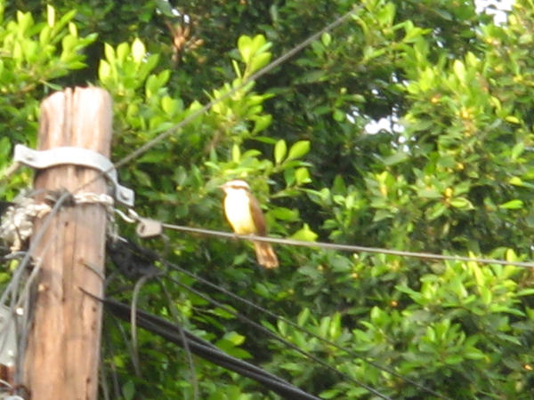 A Bird in my Garden