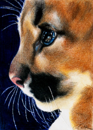 Wild Kitten, Cougar kitten colored pencil drawing