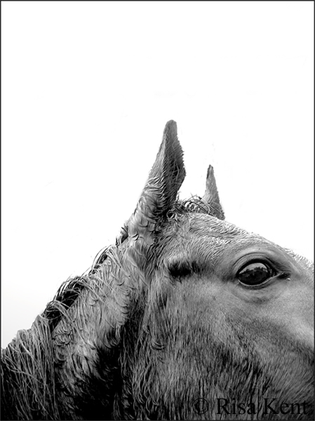 Equine Face Study