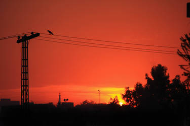 Bire On A Wire