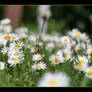 Daisies