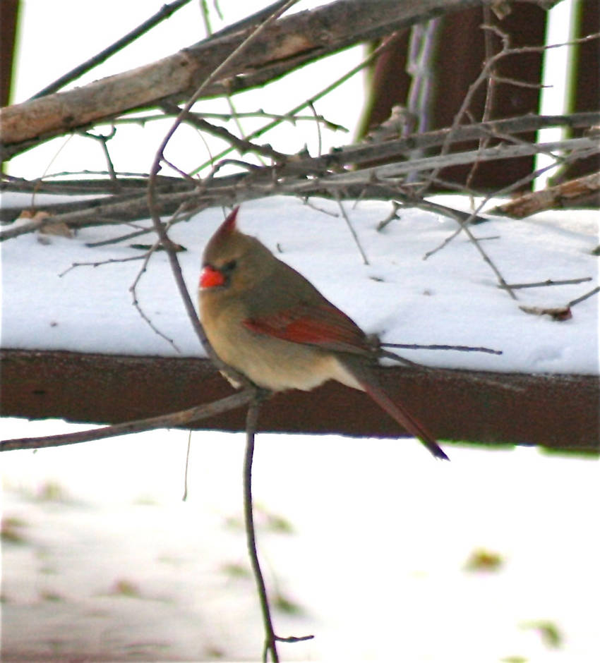 Deep Cardinal Cardinal In Deep Thought by naturenanni on DeviantArt