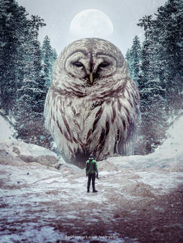 Photomontage - Winter Owl