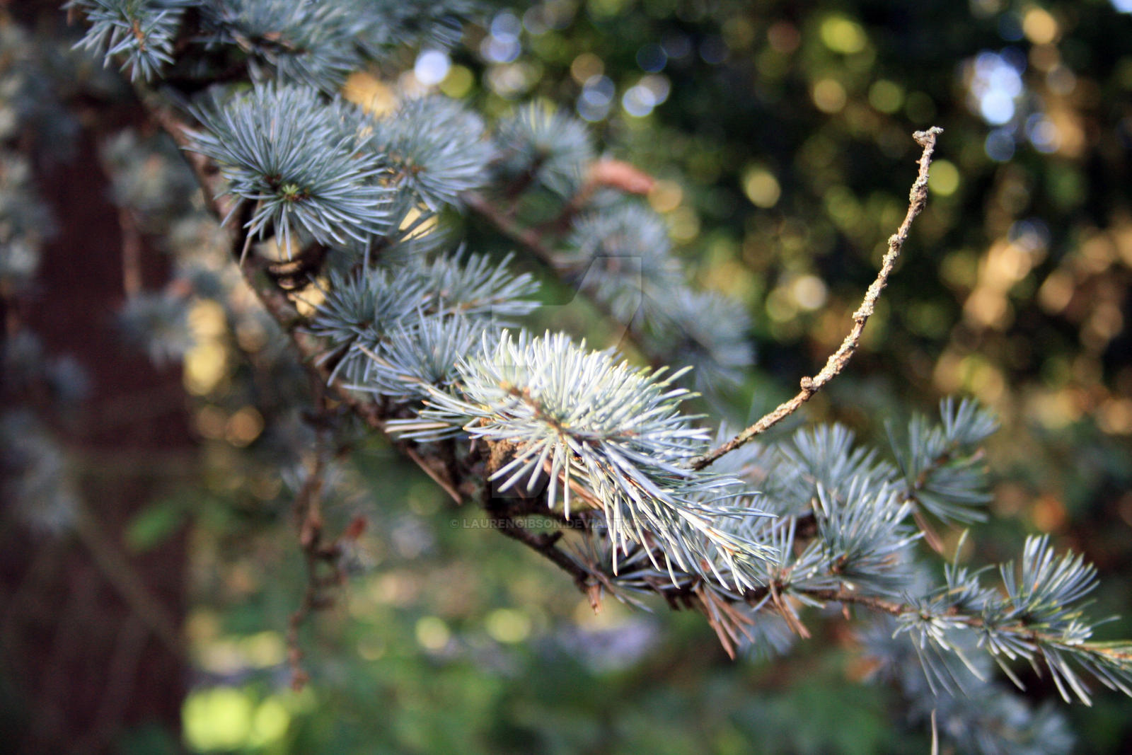 Branches