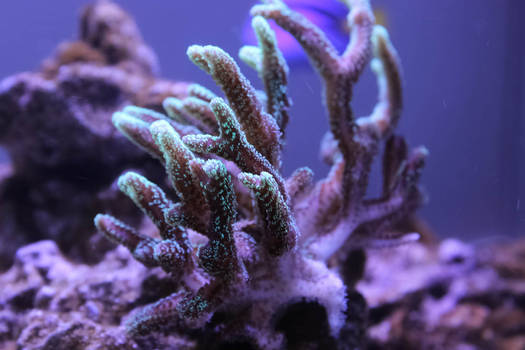 Green Birdsnest coral