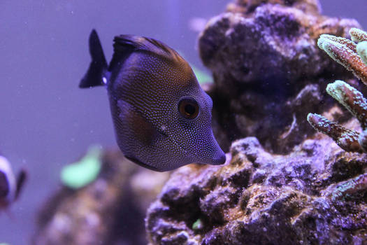 Reef Sailfin Tang