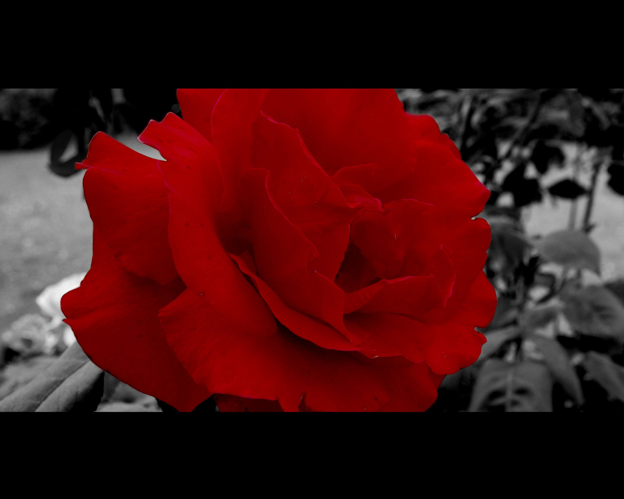 Rose Wallpaper