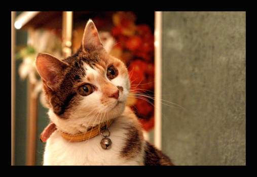 Gorkemakyol Hobbyist Photographer Deviantart