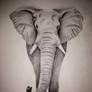 African elephant