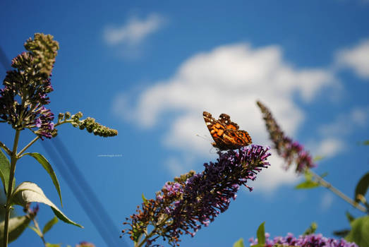 painted lady