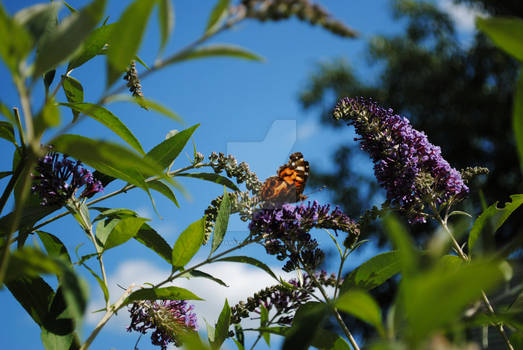 painted lady II