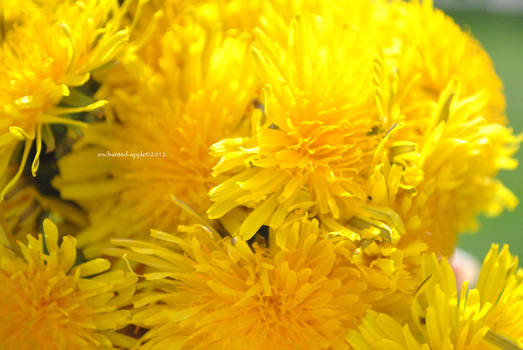 Dandelion Bouquet