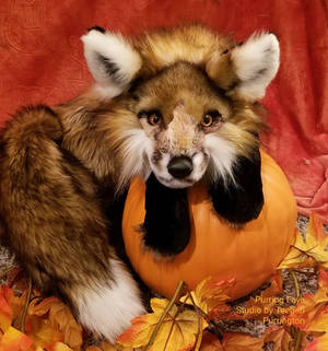 Happy Fall from Roak the Red Fox Plush