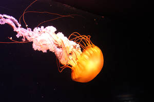 Large Jellyfish