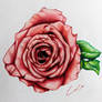 A rose