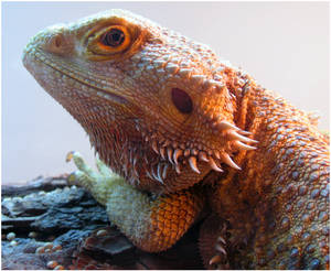 Bearded Dragon