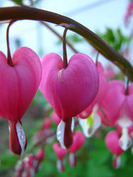 Bleeding Heart