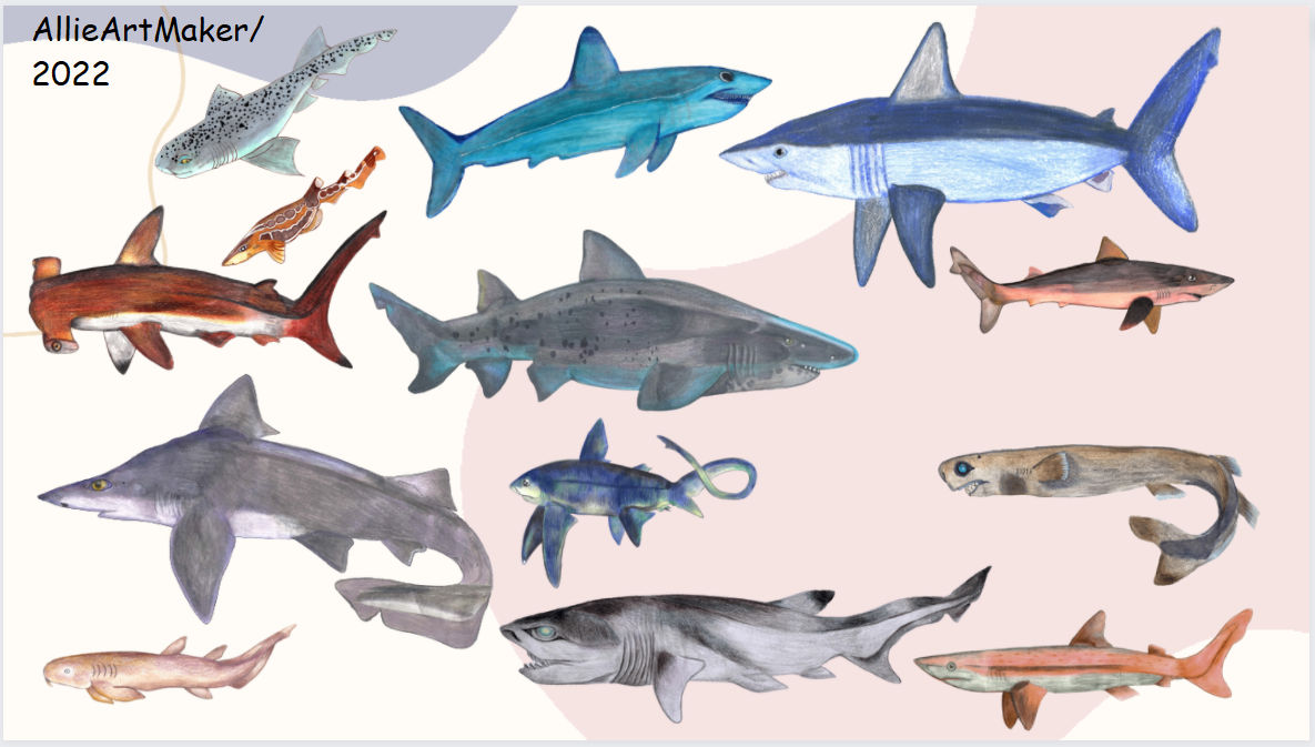 My Sharks by AllieArtMaker on DeviantArt