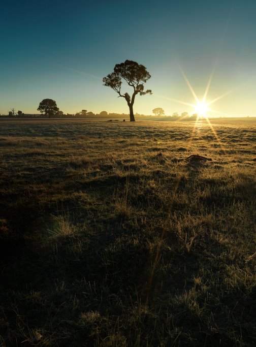 Peaceful Summer Morning