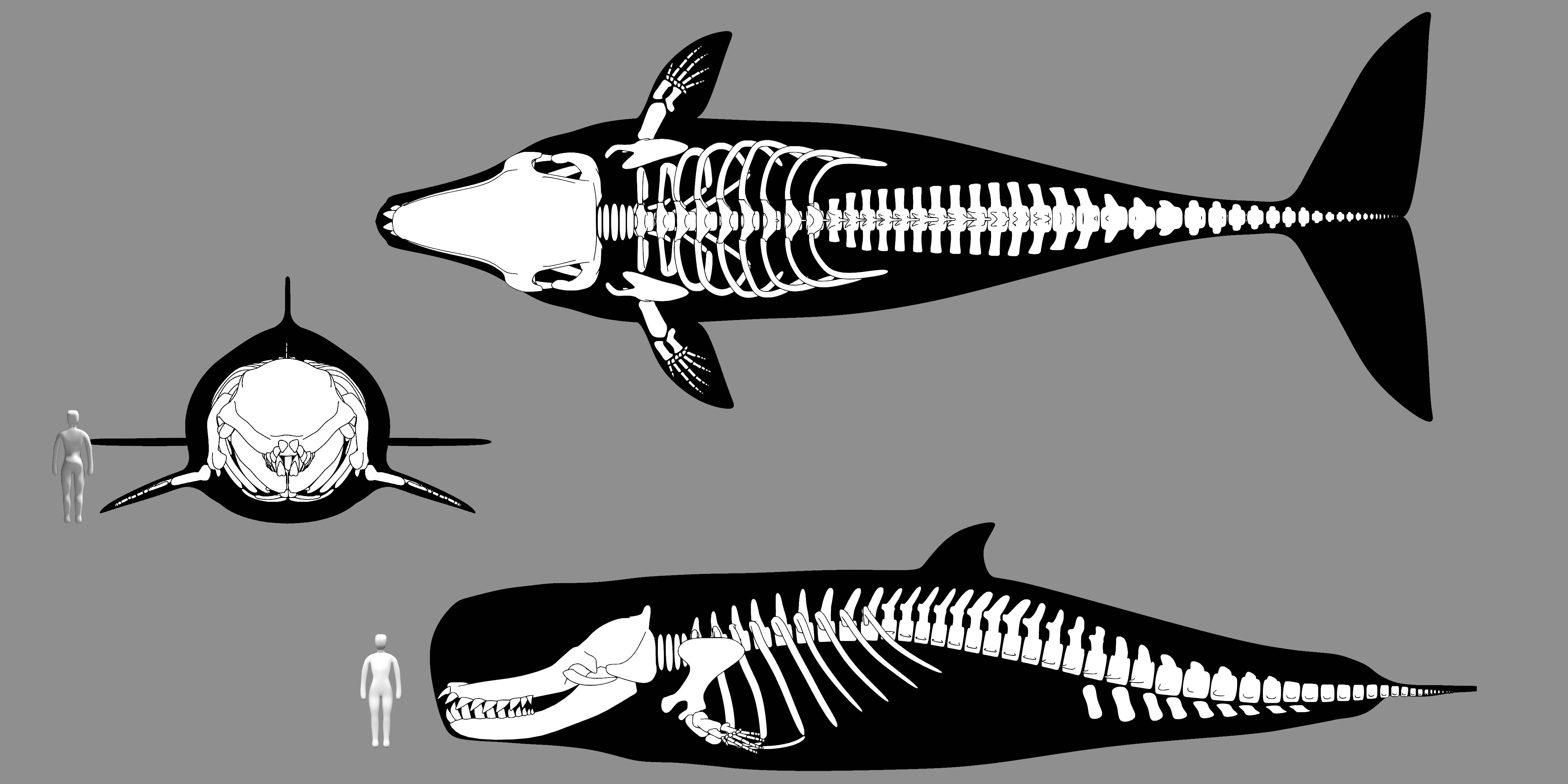 Livyatan 2024 Skeletal By Mcraelodon On DeviantArt livyatan-2024-skeletal-by-mcraelodon-on-deviantart