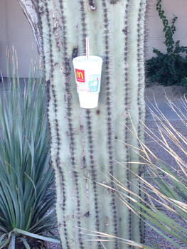 cactus cup