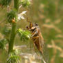 Cicada