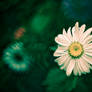 Late camomile