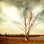 Shrivelled Faith -2-