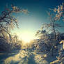 Sleep of trees under snow.